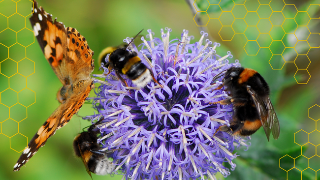 a butterfly and bees on a purple flower with a green blurred background and honeycomb sketch laid over the background